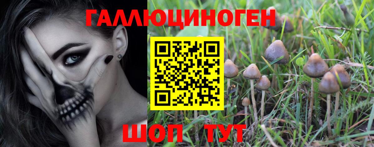 Галлюциногенные грибы Psilocybine cubensis Димитровград